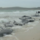 Image for article titled Nearly 200 Whales Are Stranded At New Zealand's Farewell Spit